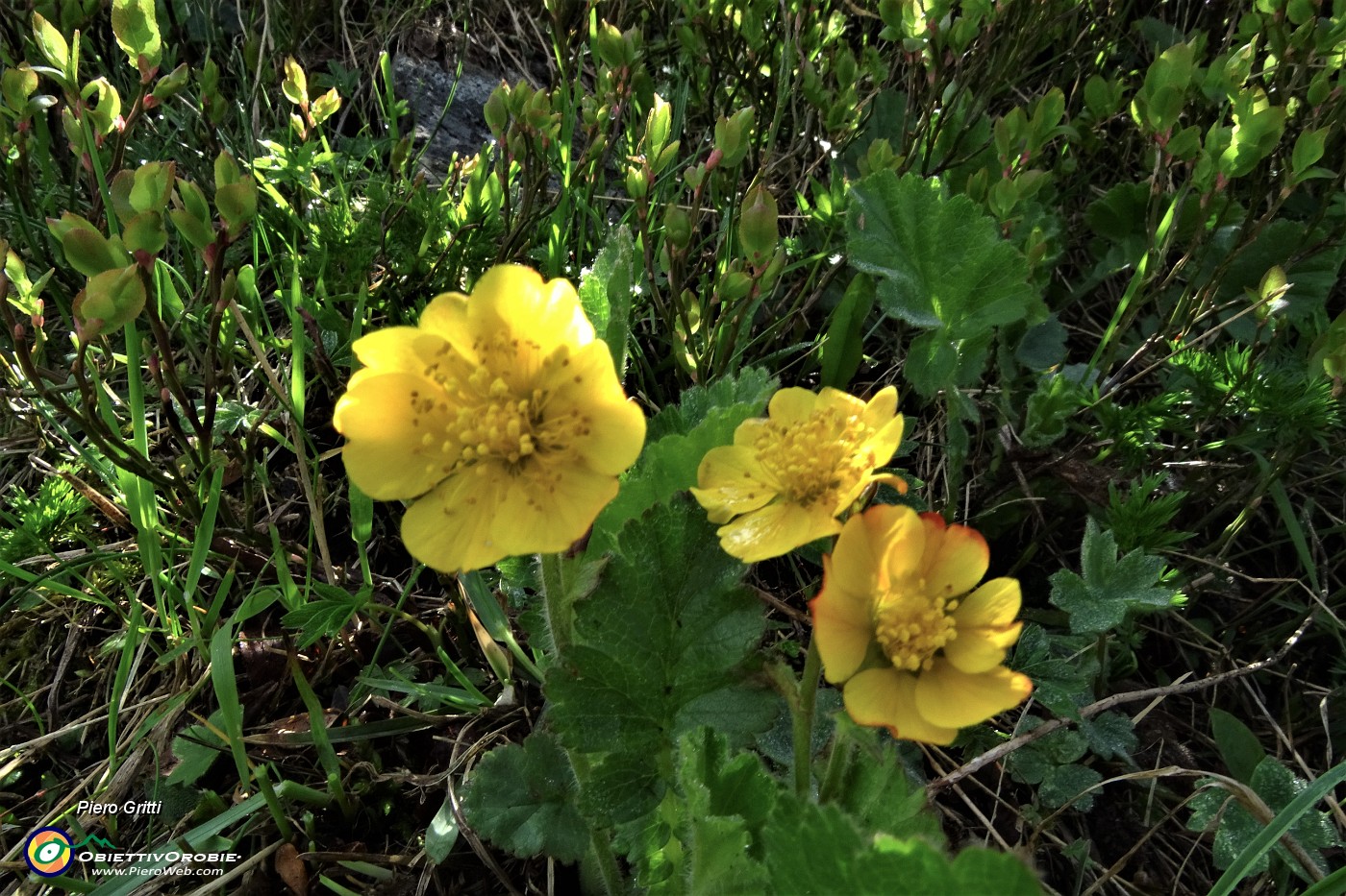 62 Fiori di Cariofillata montana (Geum montanum).JPG